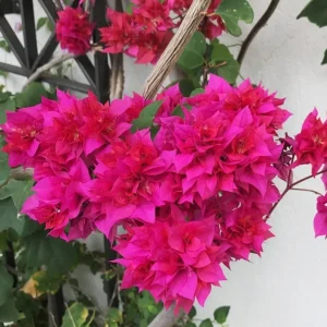 Set of 3 Double Red Bougainvillea Live Plants – 4-6