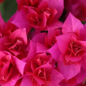 Set of 3 Double Red Bougainvillea Live Plants – 4-6