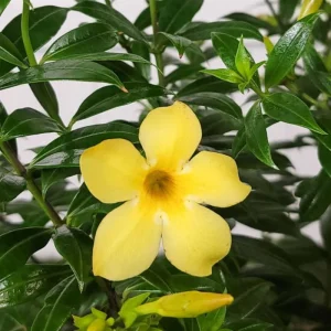 Set of 3 Dwarf Allamanda Live Plants, Allamanda compacta, 4-6