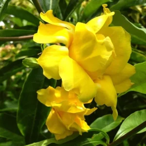 Set of 3 Dwarf Allamanda Live Plants, Allamanda compacta, 4-6