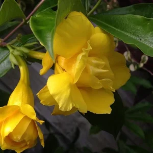 Set of 3 Dwarf Allamanda Live Plants, Allamanda compacta, 4-6