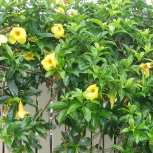 Set of 3 Dwarf Allamanda Live Plants, Allamanda compacta, 4-6