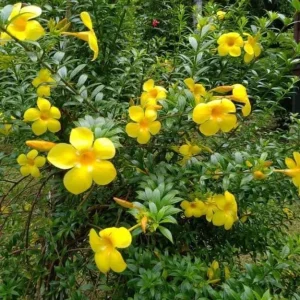 Set of 3 Dwarf Allamanda Live Plants, Allamanda compacta, 4-6