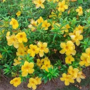 Set of 3 Dwarf Allamanda Live Plants, Allamanda compacta, 4-6