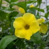 Set of 3 Dwarf Allamanda Live Plants, Allamanda compacta, 4-6" Tall, Fast-Growing Perennial - Image 1