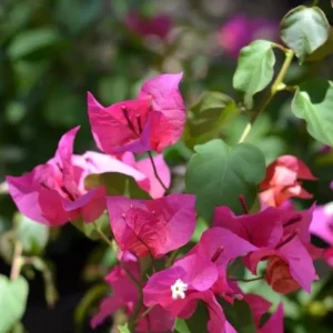 Set of 3 Dwarf Bougainvillea Live Plants - Pink Blooms, 4-6
