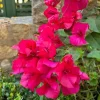 Set of 3 Dwarf Bougainvillea Live Plants - Pink Blooms, 4-6" Tall, Outdoor Shrub - Image 1