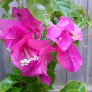Set of 3 Dwarf Bougainvillea Live Plants - Pink Blooms, 4-6