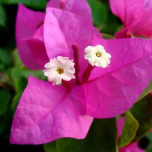 Set of 3 Dwarf Bougainvillea Live Plants - Pink Blooms, 4-6