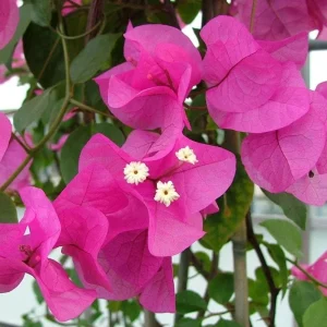 Set of 3 Dwarf Bougainvillea Live Plants - Pink Blooms, 4-6