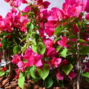 Set of 3 Dwarf Bougainvillea Live Plants - Pink Blooms, 4-6
