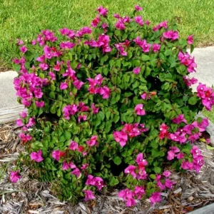 Set of 3 Dwarf Bougainvillea Live Plants - Pink Blooms, 4-6