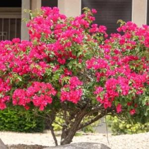 Set of 3 Dwarf Bougainvillea Live Plants - Pink Blooms, 4-6