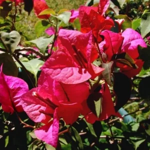 Set of 3 Dwarf Bougainvillea Live Plants - Pink Blooms, 4-6