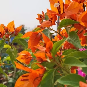 Set of 3 Fire Opal Bougainvillea Live Plants – 4-6