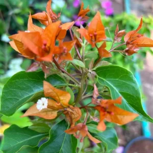Set of 3 Fire Opal Bougainvillea Live Plants – 4-6