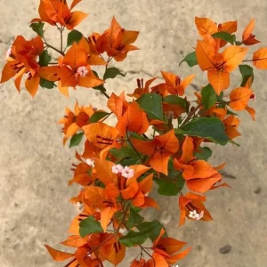 Set of 3 Fire Opal Bougainvillea Live Plants – 4-6