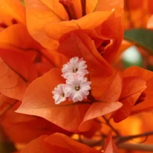 Set of 3 Fire Opal Bougainvillea Live Plants – 4-6