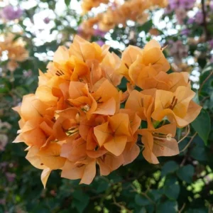 Set of 3 Gold Bougainvillea Live Plants – 4-6