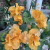 Set of 3 Gold Bougainvillea Live Plants – 4-6" Tall Tropical Ornamental Vine - Image 1