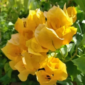 Set of 3 Gold Bougainvillea Live Plants – 4-6