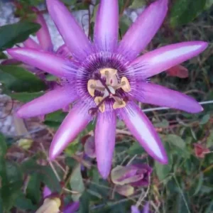 Set of 3 'Lady Lavender' Passionflower Vine Live Plants – 4-6