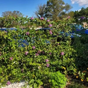 Set of 3 'Lady Lavender' Passionflower Vine Live Plants – 4-6