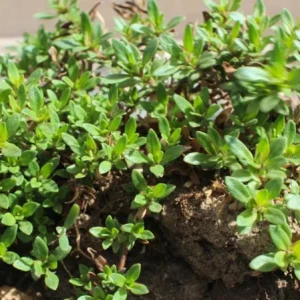 Set of 3 Lemon Thyme Live Plants – 2-6