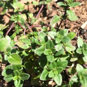 Set of 3 Lemon Thyme Live Plants – 2-6