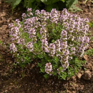 Set of 3 Lemon Thyme Live Plants – 2-6