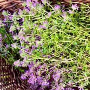 Set of 3 Lemon Thyme Live Plants – 2-6