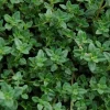 Set of 3 Lemon Thyme Live Plants – 2-6" Tall – Culinary Herb & Groundcover – USDA Zones 5-9 - Image 1