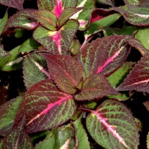 Set of 3 'Magilla Perilla' Coleus Live Plants – 5-9