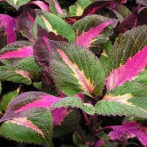 Set of 3 'Magilla Perilla' Coleus Live Plants – 5-9