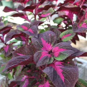 Set of 3 'Magilla Perilla' Coleus Live Plants – 5-9