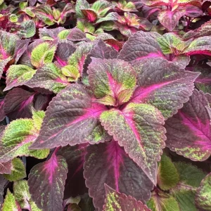 Set of 3 'Magilla Perilla' Coleus Live Plants – 5-9" Tall – Ornamental Foliage - Image 1