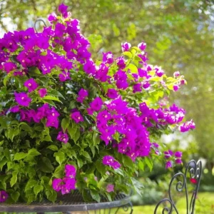 Set of 3 New River Bougainvillea Live Plants – 4-6