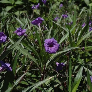 Set of 3 Purple Showers Ruellia Live Plants, Mexican Petunia, 4-8