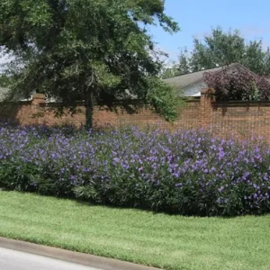 Set of 3 Purple Showers Ruellia Live Plants, Mexican Petunia, 4-8