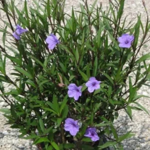 Set of 3 Purple Showers Ruellia Live Plants, Mexican Petunia, 4-8