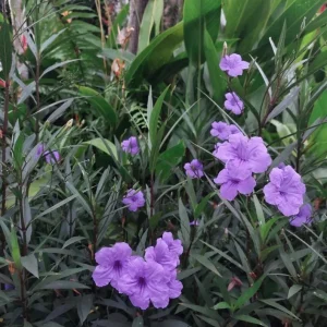 Set of 3 Purple Showers Ruellia Live Plants, Mexican Petunia, 4-8