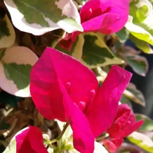 Set of 3 Raspberry Ice Bougainvillea Live Plants – 5-9