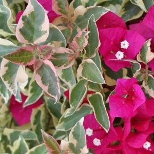 Set of 3 Raspberry Ice Bougainvillea Live Plants – 5-9