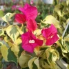 Set of 3 Raspberry Ice Bougainvillea Live Plants – 5-9" Tall – Tropical Climbing Vine - Image 1