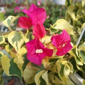 Set of 3 Raspberry Ice Bougainvillea Live Plants – 5-9