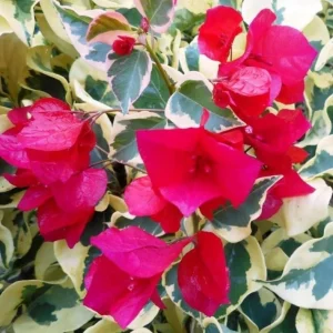 Set of 3 Raspberry Ice Bougainvillea Live Plants – 5-9