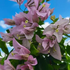 Set of 3 Singapore Pink Bougainvillea Live Plants – 4-6