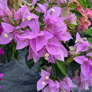 Set of 3 Singapore Pink Bougainvillea Live Plants – 4-6