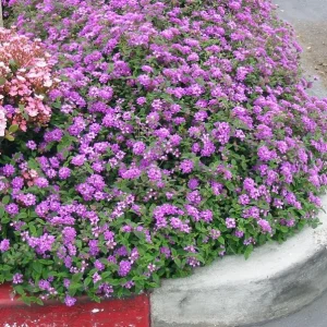 Set of 3 Trailing Lavender Lantana Live Plants – 4-6