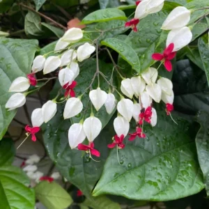 Set of 3 White Bleeding Heart Vine Live Plants (Clerodendrum thomsoniae) 5-9
